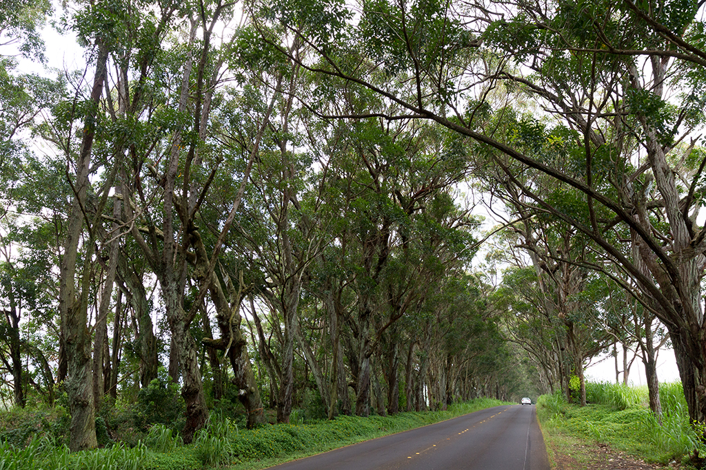 Kauai - 047.jpg